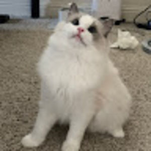 Meet your Posher, Kin